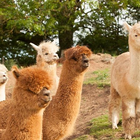 The Llama Hut Kirklevington Luaran gambar
