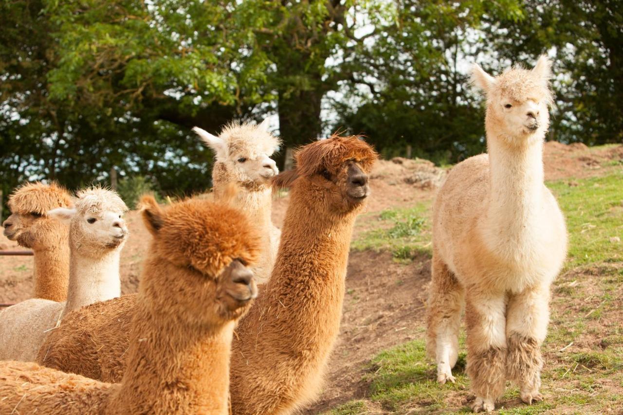 The Llama Hut Kirklevington Luaran gambar